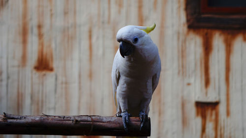 Close-up of parrot perching on wood