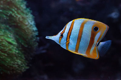 Copper-banded butterflyfish, chelmon rostratus, picks at the corals on the reef