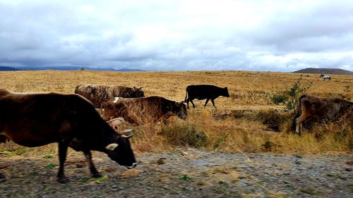 Cows in a field