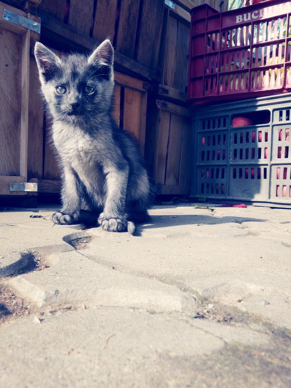 animal themes, one animal, domestic animals, mammal, architecture, building exterior, built structure, pets, domestic cat, house, cat, two animals, street, outdoors, no people, day, building, full length, feline, side view