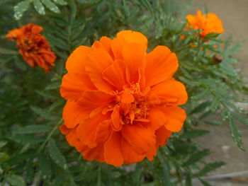 Close-up of orange flower growing in garden