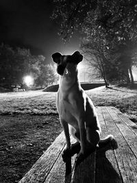 Dog sitting on wood