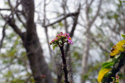 Low angle view of flowering plant against trees