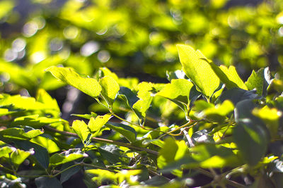 Close-up of fresh green leaves