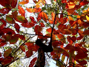 Low angle view of maple tree