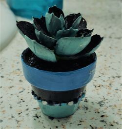 High angle view of succulent plant on table