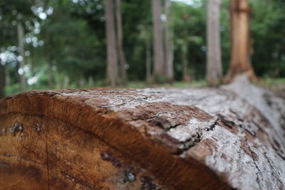 Close-up of wood on tree trunk in forest