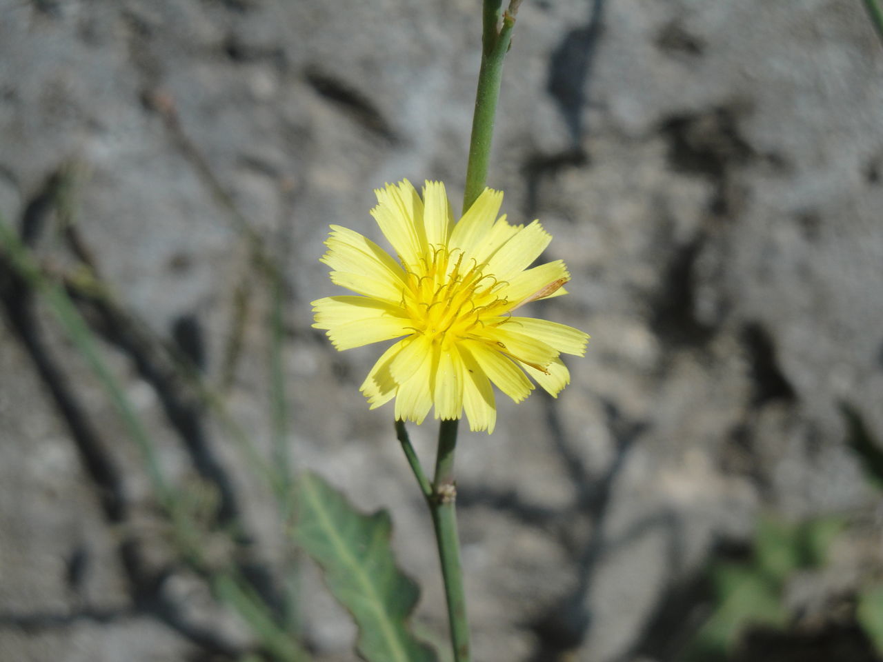 CLOSE-UP OF YELLOW CROCUS FLOWER