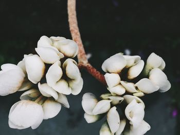 Close-up of white flowers blooming outdoors