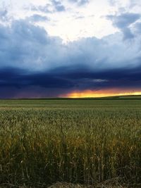 Scenic view of agricultural field against sky during sunset