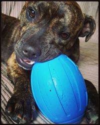 Close-up of dog