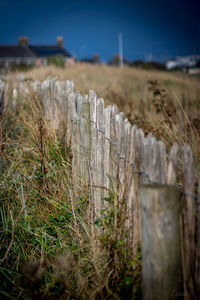 Close-up of plants growing on field