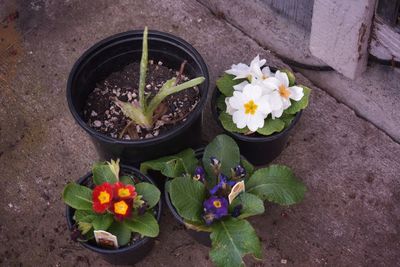 High angle view of potted plants