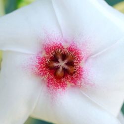 Close-up of fresh red hibiscus blooming outdoors