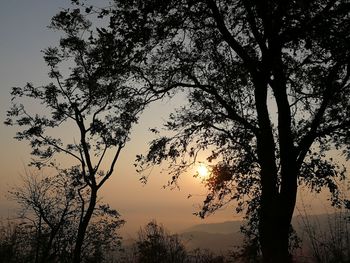 Low angle view of silhouette tree against sky at sunset