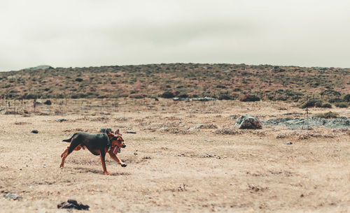 Dog running free