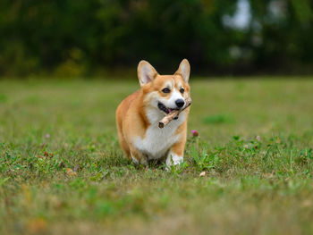 View of dog running on grassy field