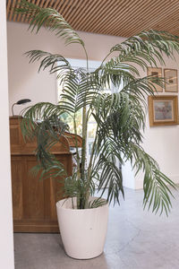Potted plant against wall