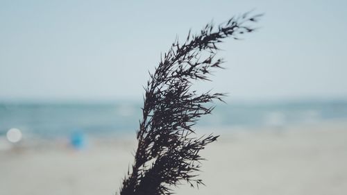 Close-up of plant on beach against sky