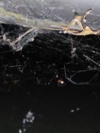 Close-up of spider on web