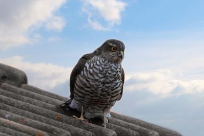 Low angle view of owl perching against sky