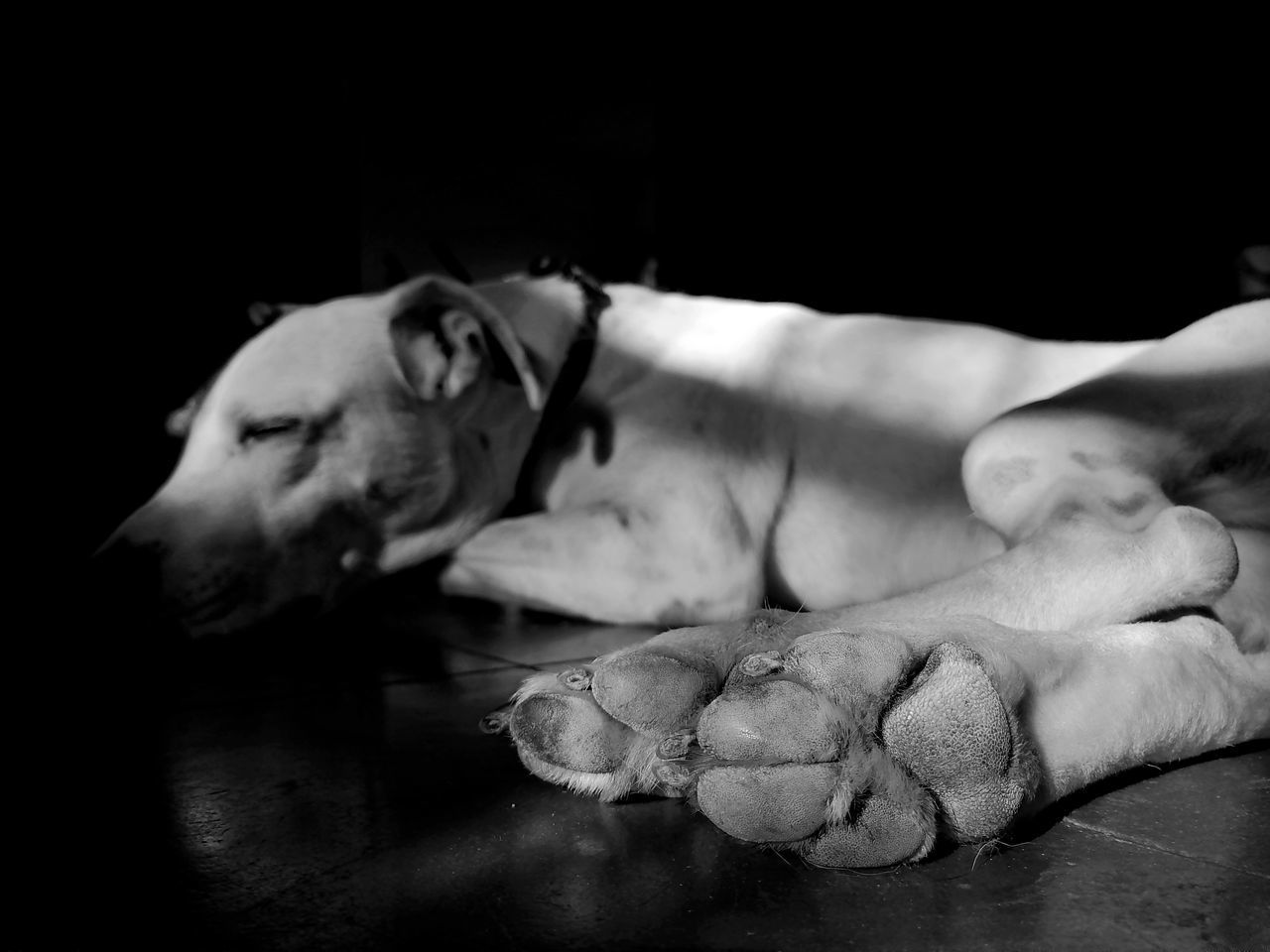 CLOSE-UP OF DOG SLEEPING ON FLOOR AT BLACK BACKGROUND