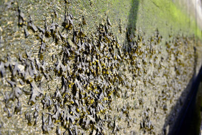 Close-up of insect on plant