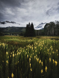 Scenic view of field against sky