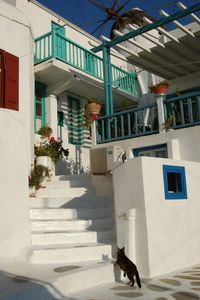 Cat living in mykonos town