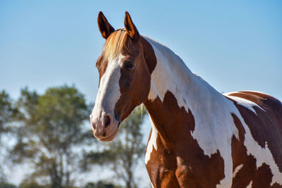 Close-up of a horse against the sky