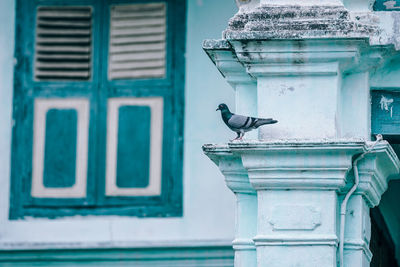 Pigeon perching on column