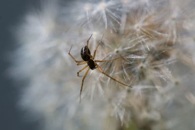 Close-up of spider on flower