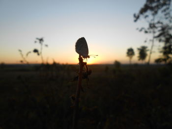 Close-up of silhouette plant on field against sky at sunset