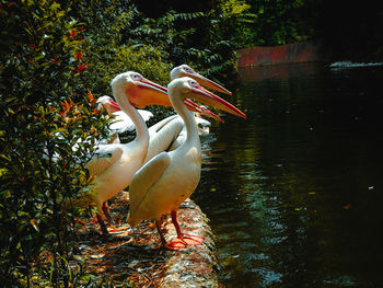 View of pelican in lake