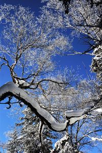Low angle view of frozen bare tree against blue sky