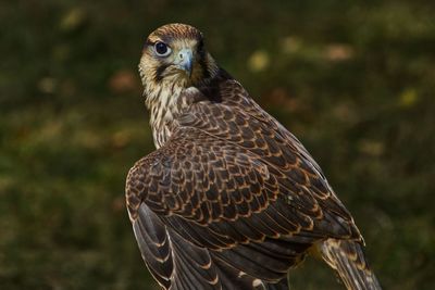 Close-up of eagle