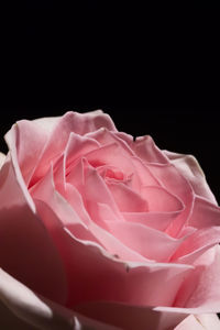 Close-up of pink rose against black background