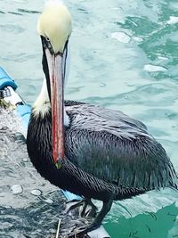 Close-up of pelican swimming in lake