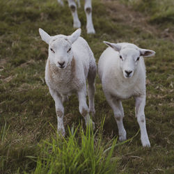 Sheep in a field