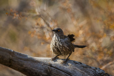 Close-up of bird perching on wood