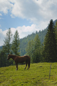 Horse standing in a field