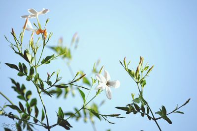 Low angle view of white flowers blooming against clear sky