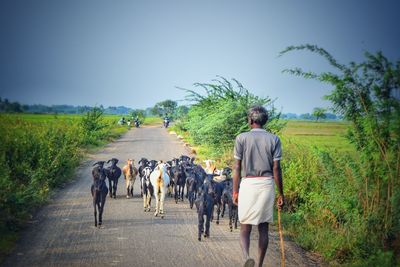 Rear view of shepherd with goats walking on road amidst field against sky