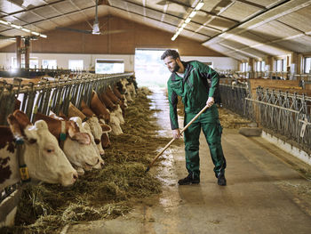 Farmer feeding cows in stable on a farm