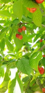 Close-up of red berries growing on tree