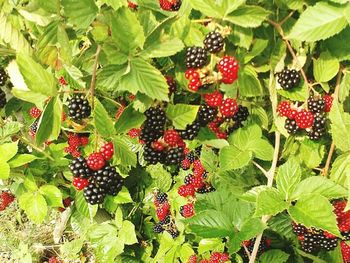 Close-up of red berries growing on tree