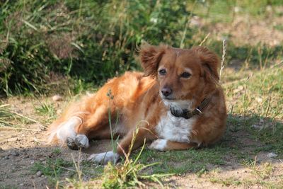 Portrait of a dog lying on grass