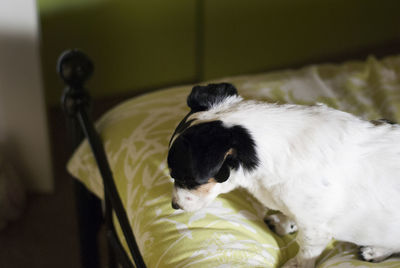 Dog relaxing on bed