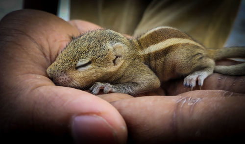 Close-up of hand holding lizard