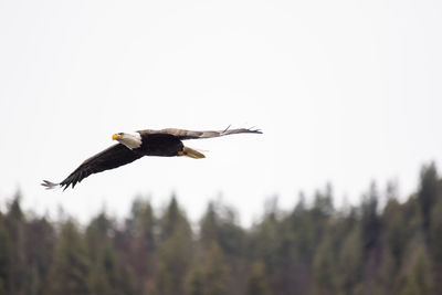 Low angle view of bird flying against clear sky